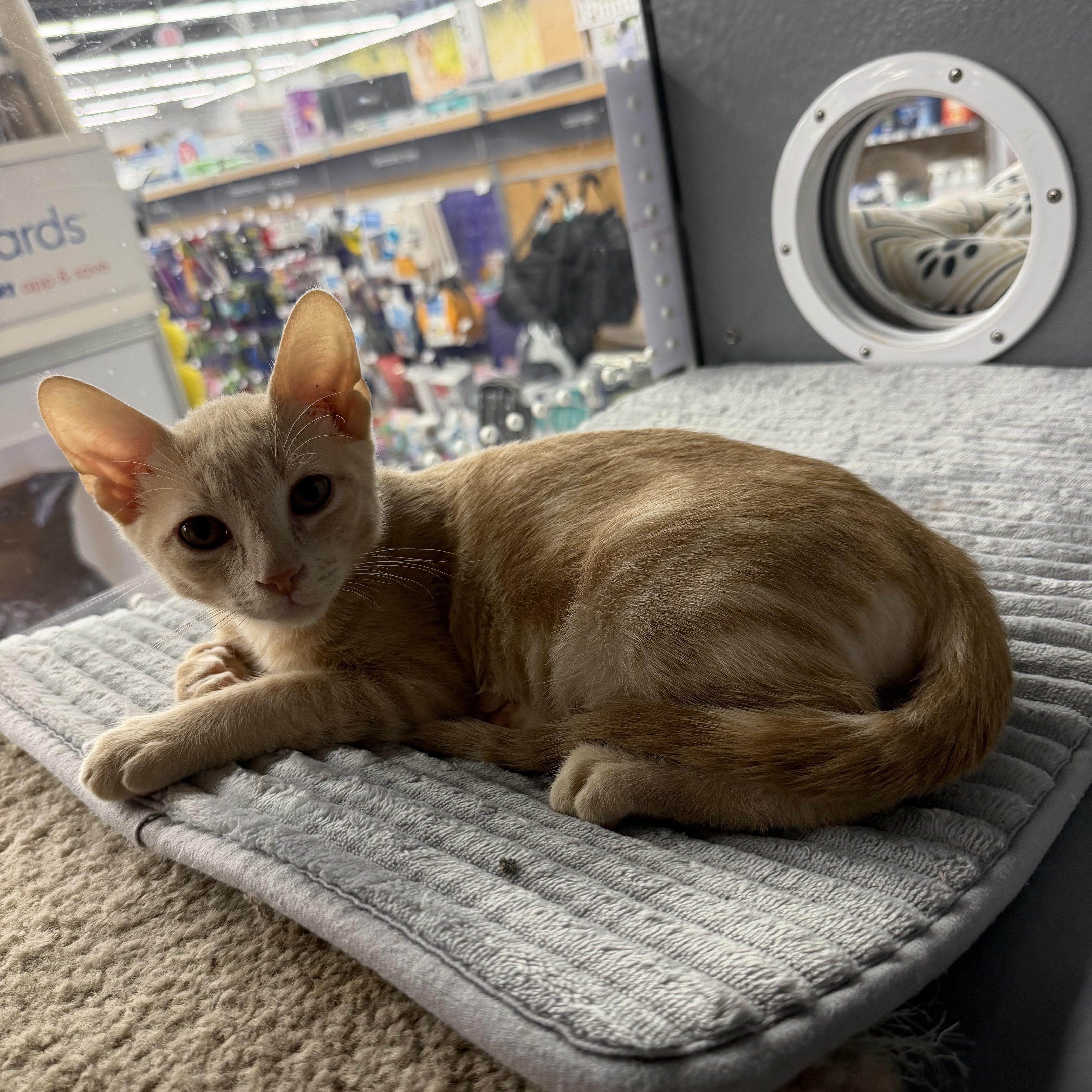 Carl Riley Fuzzel Petsmart thumbnail 4