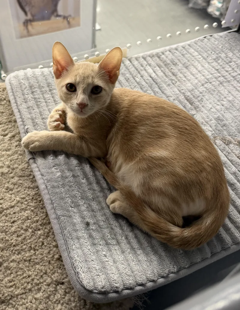 Carl Riley Fuzzel Petsmart thumbnail 5