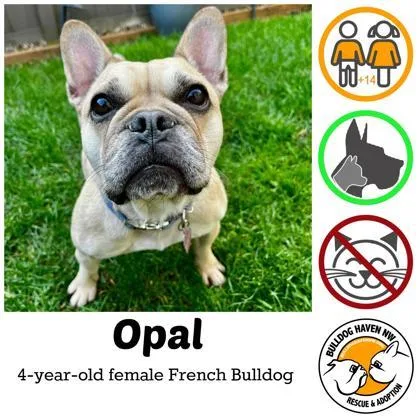 An adult small-sized female Yellow / Tan / Blond / Fawn French Bulldog dog named Opal for adoption in Bonney Lake, WA
