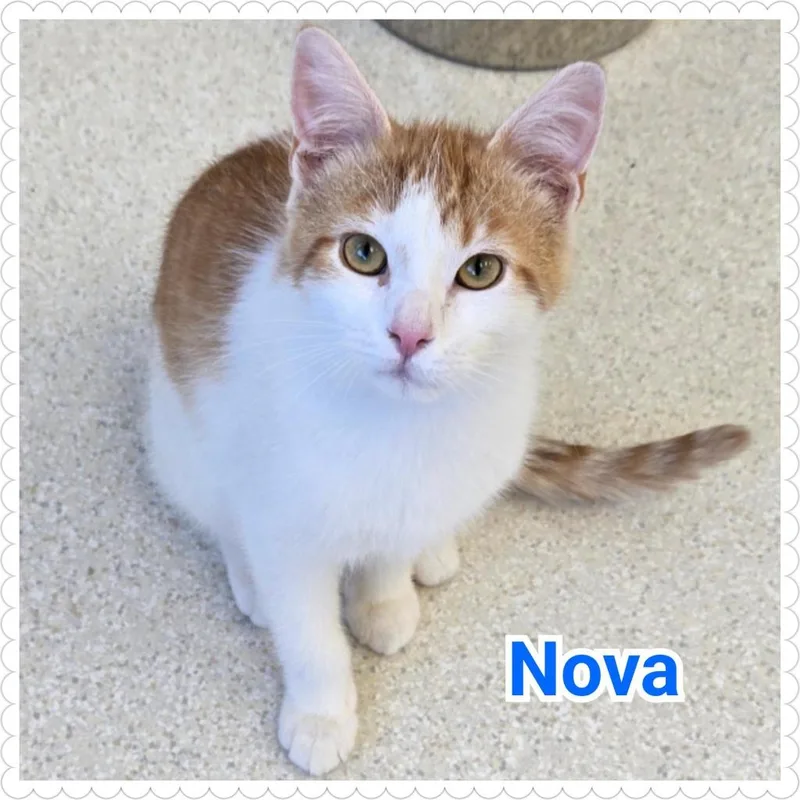 A baby medium-sized male Domestic Short Hair cat named Nova for adoption in North Saint Paul, MN