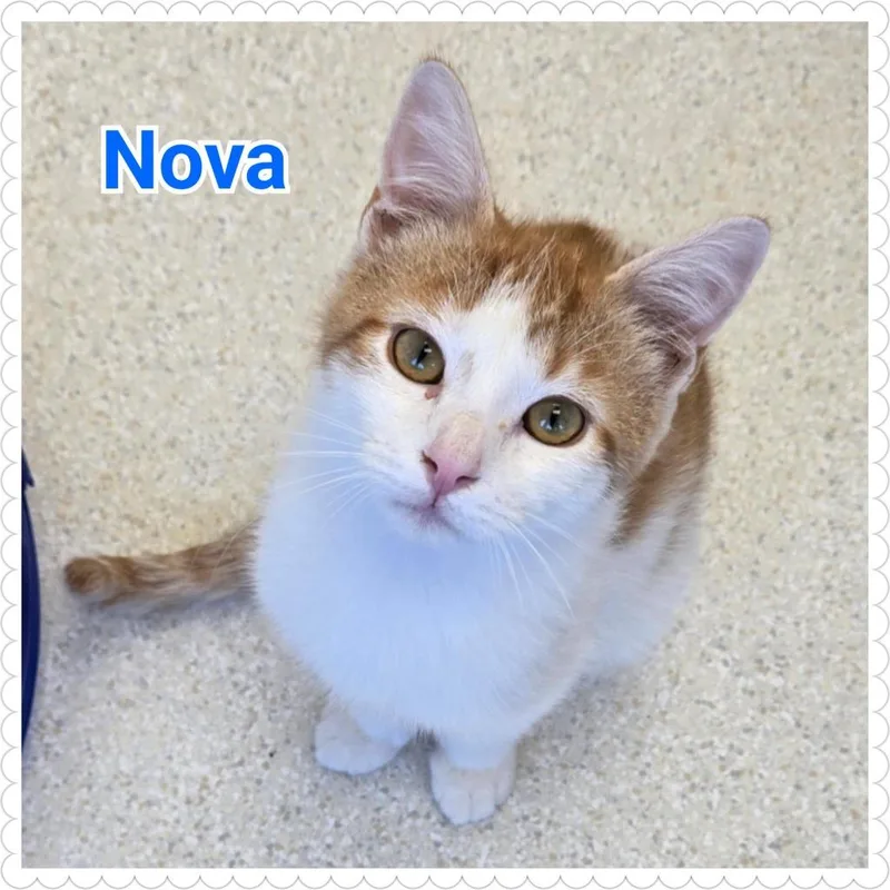 Nova thumbnail 2