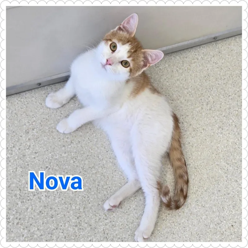 Nova thumbnail 3