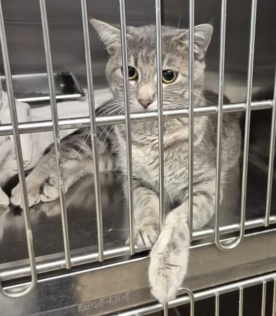 A young medium-sized male Domestic Short Hair cat named Meowzart for adoption in Decatur, IL