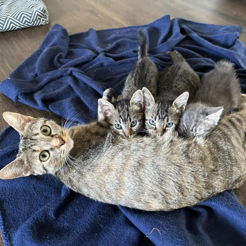 An adult medium-sized female Domestic Medium Hair cat named September for adoption in Oak Ridge, TN