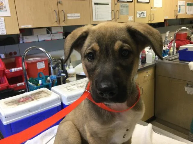 A baby small-sized male German Shepherd Dog dog named Bobby for adoption in Riverside, CA