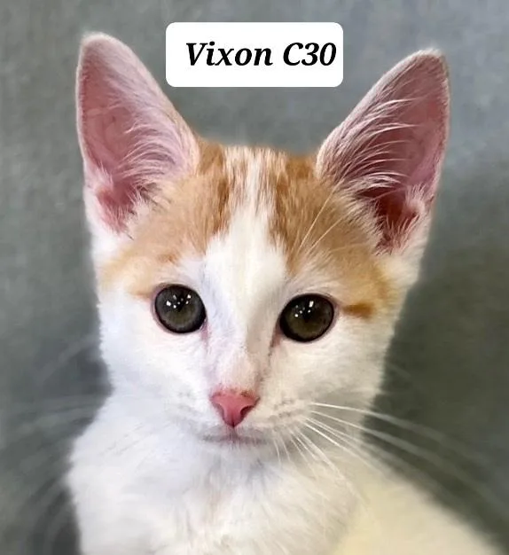 Vixon