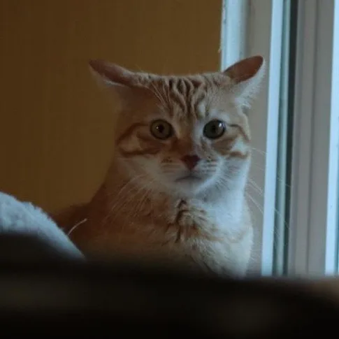 An adult medium-sized female Tabby (Orange / Red) American Shorthair cat named Poppy for adoption in Kansas City, MO