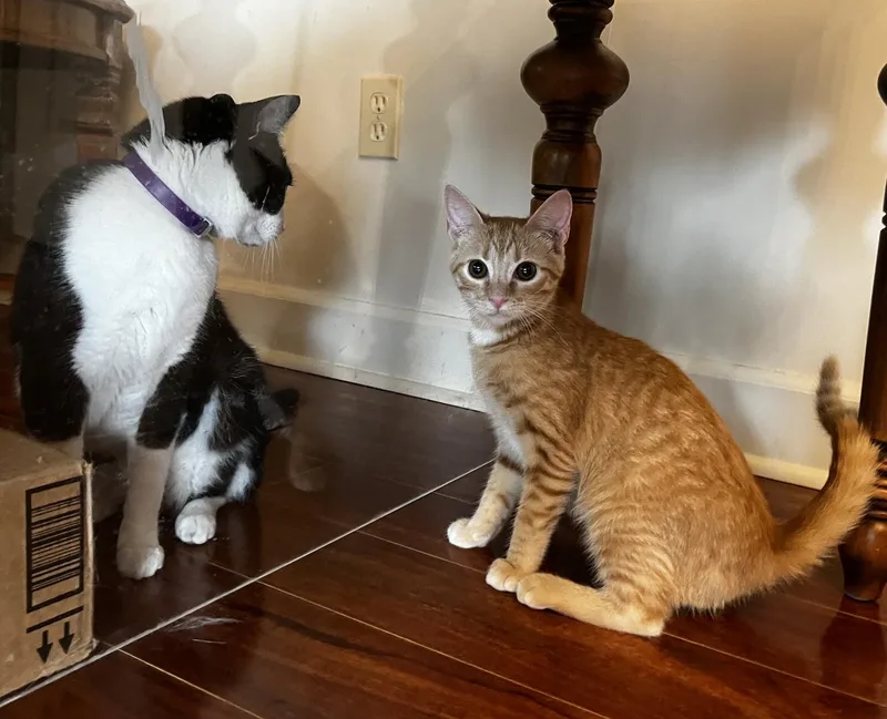 Ginger And Amber thumbnail 2