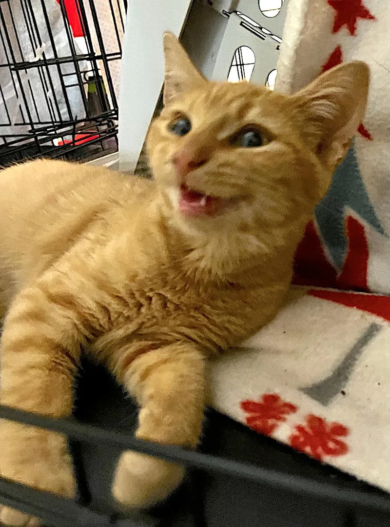 Ginger And Amber thumbnail 3