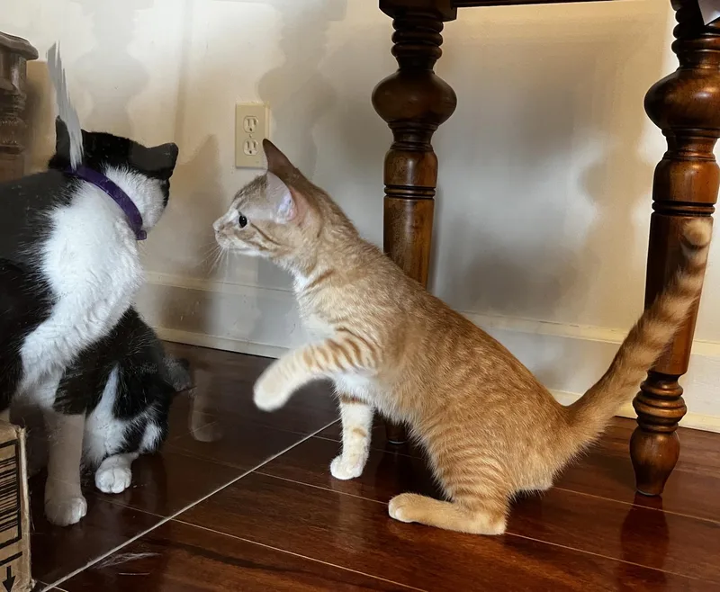 Ginger And Amber thumbnail 4