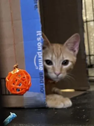 Ginger And Amber thumbnail 5