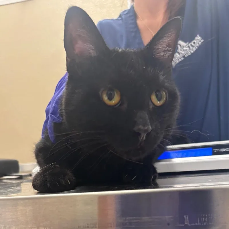 An adult medium-sized male Black Domestic Short Hair cat named Squall for adoption in Evanston, IL