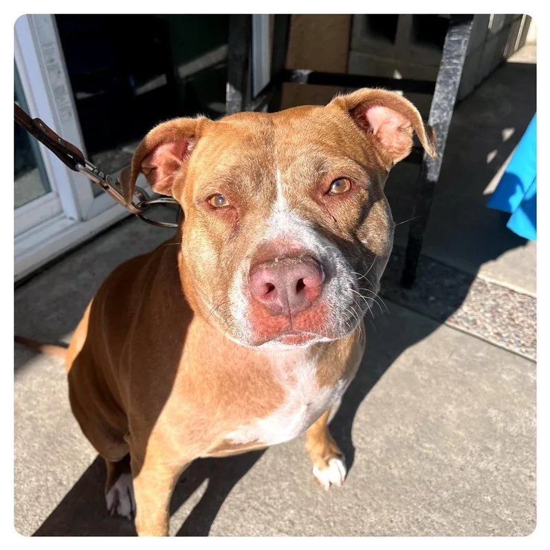 Queen Bonnie thumbnail 6