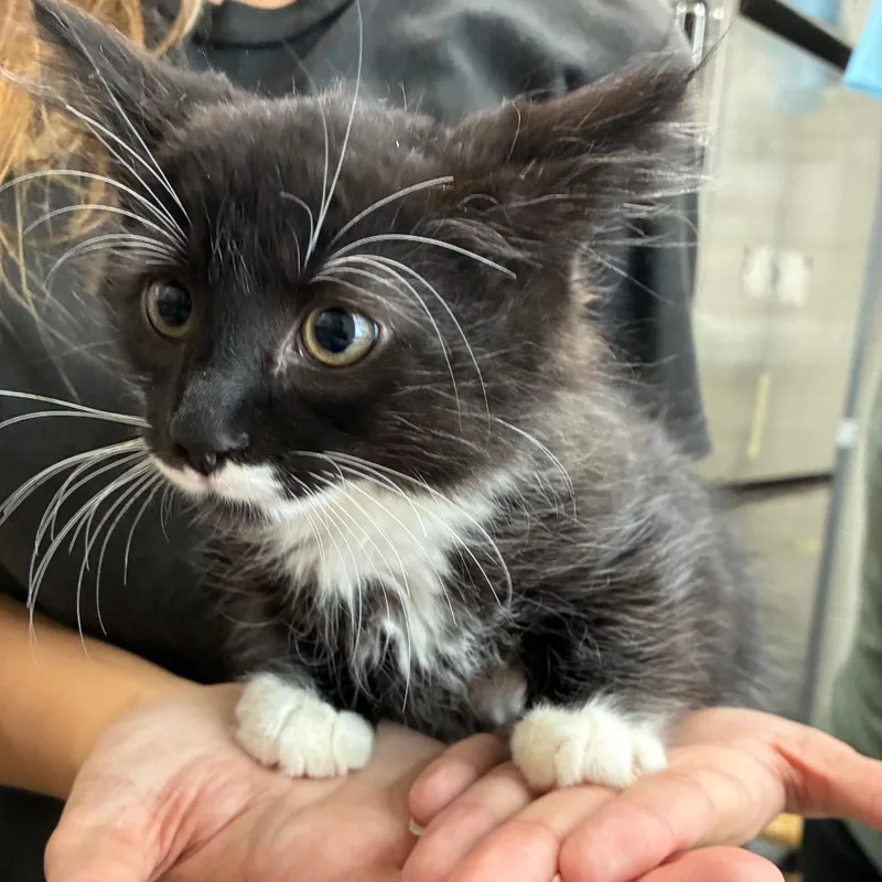 A baby small-sized male Smoke Domestic Short Hair cat named Tinman for adoption in Windsor, VA