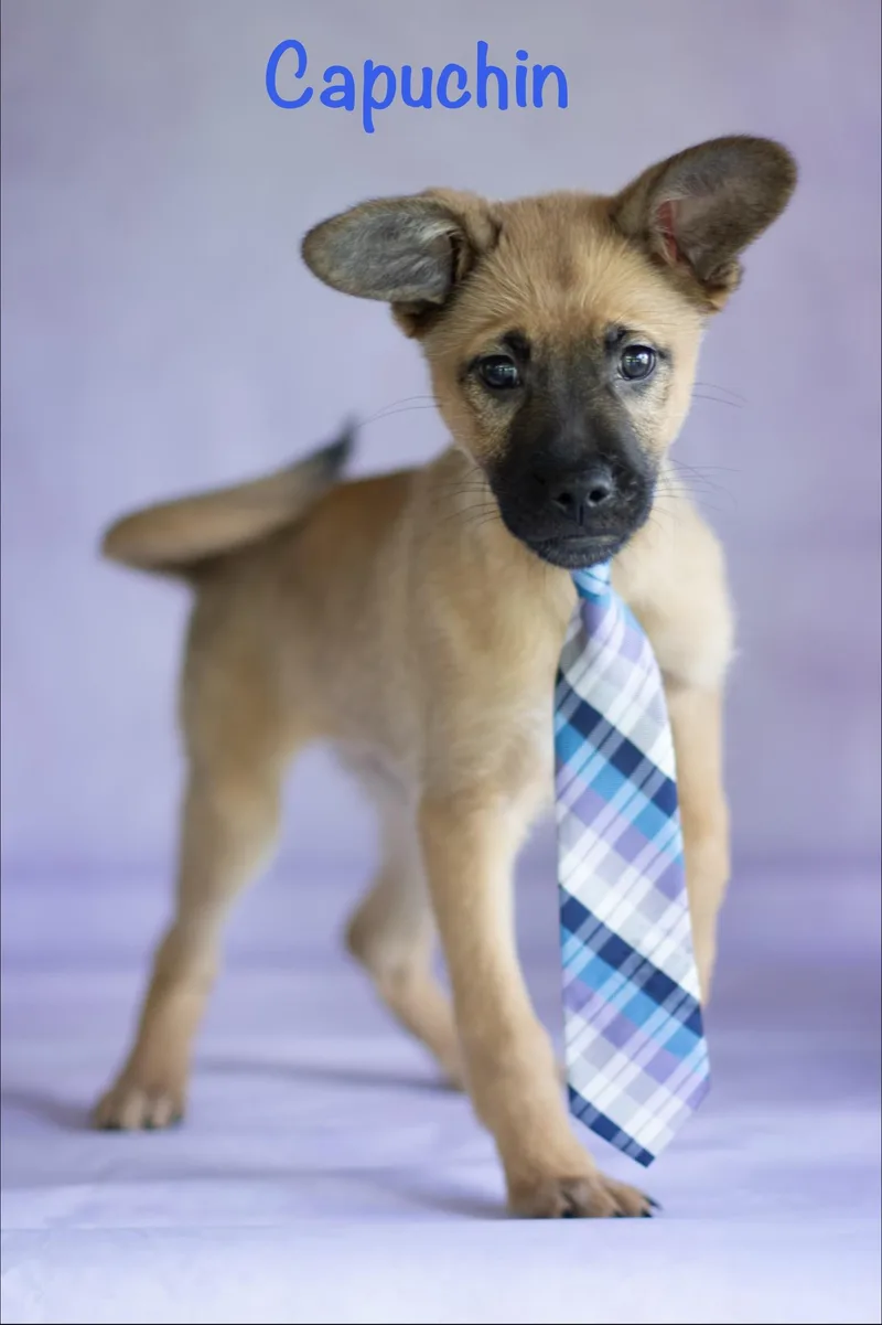 A baby medium-sized male Bicolor Pug dog named Capuchin for adoption in Indianapolis, IN