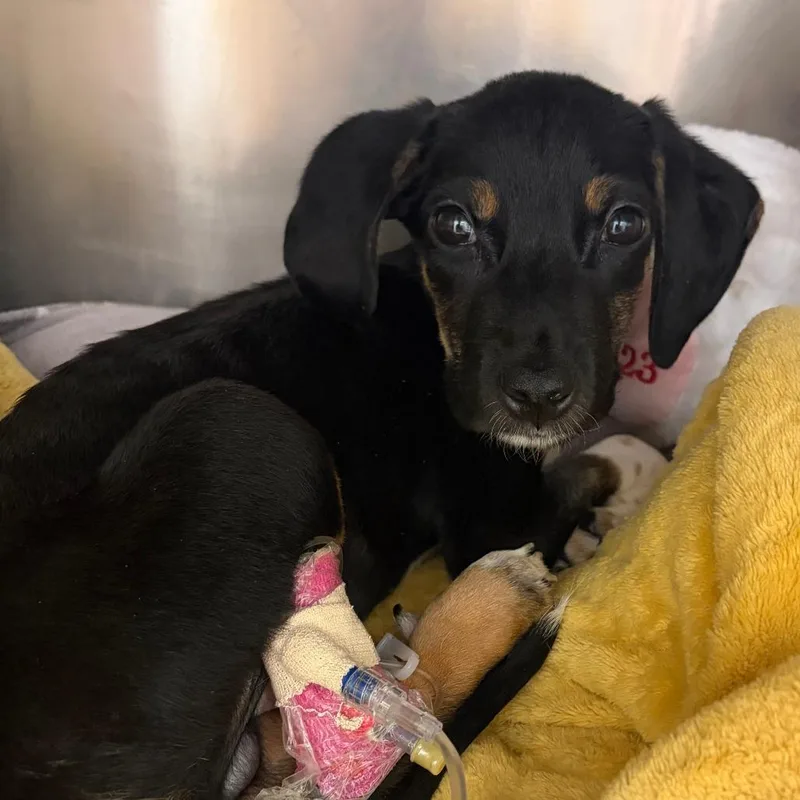 A baby medium-sized male Black Mixed Breed dog named Bud Broccoli for adoption in Austin, TX