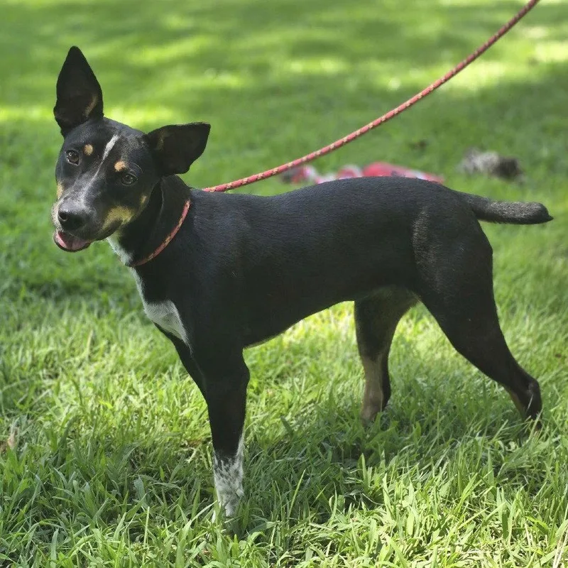 A young small-sized female Rat Terrier dog named Daisey for adoption in Locust Fork, AL