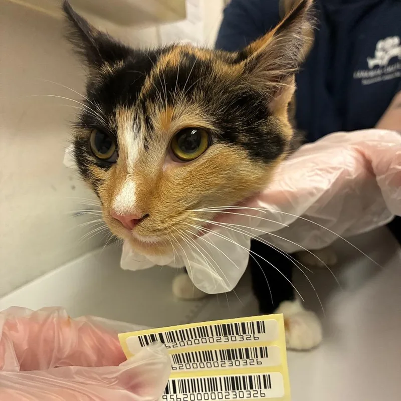 A young small-sized female Calico Domestic Short Hair cat named Dormouse for adoption in Charleston, WV