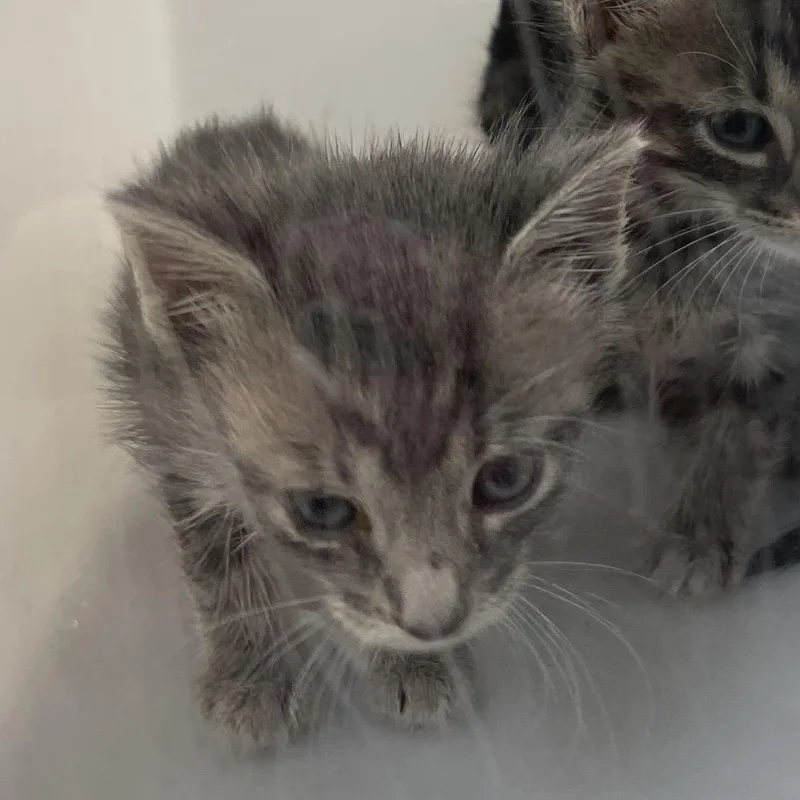A baby small-sized female Brown / Chocolate Domestic Short Hair cat named Saffron for adoption in Columbus, GA