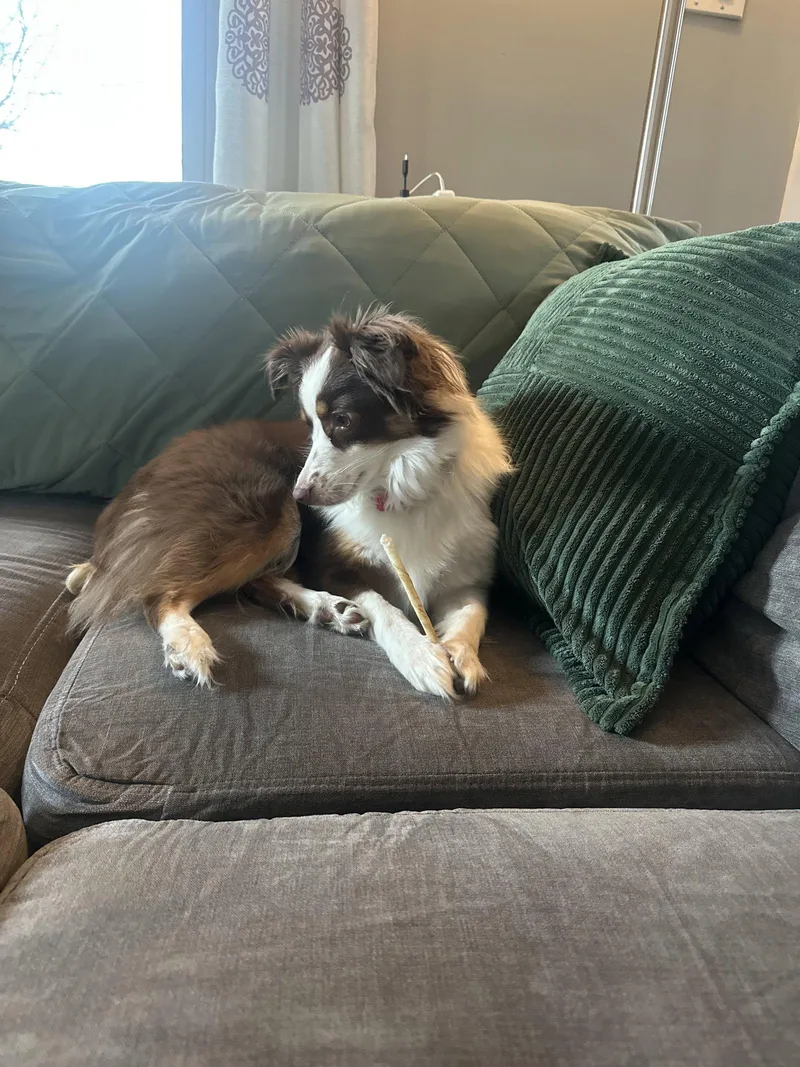 An adult small-sized female Australian Shepherd dog named Honey for adoption in Akron, OH