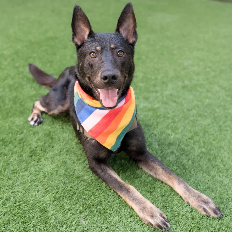 An adult medium-sized male Shepherd dog named Phoenix for adoption in Burlingame, CA