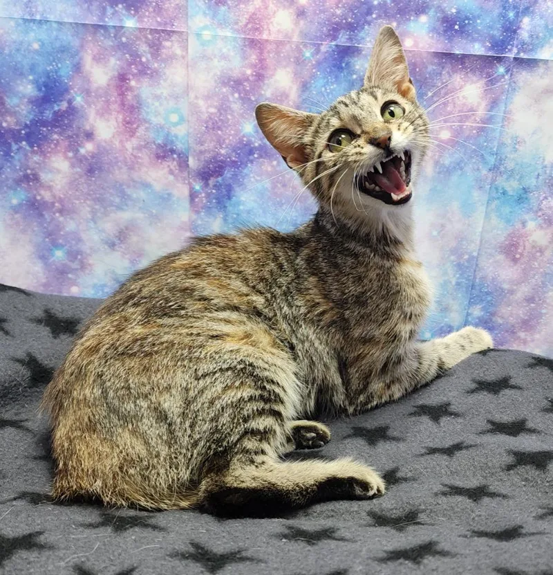 A baby medium-sized female Domestic Short Hair cat named Squirrel for adoption in Washington Court House, OH