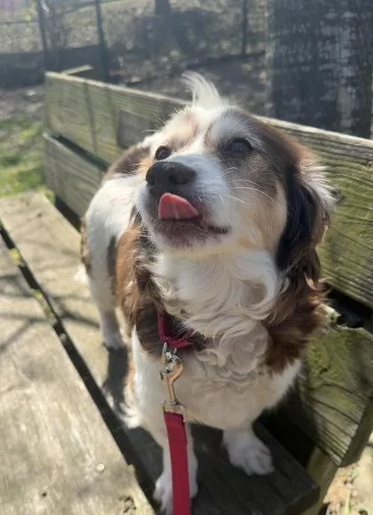 An adult small-sized female Mixed Breed dog named Poppy for adoption in Fairfax, VA