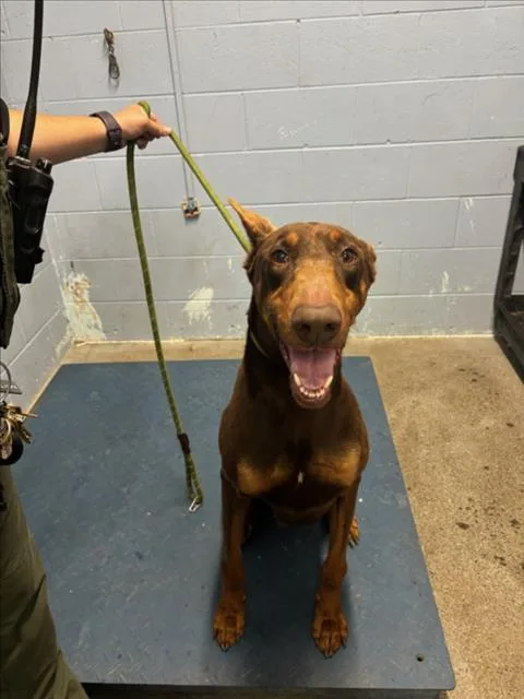 An adult large-sized male Doberman Pinscher dog named Stamp for adoption in Woodland, CA