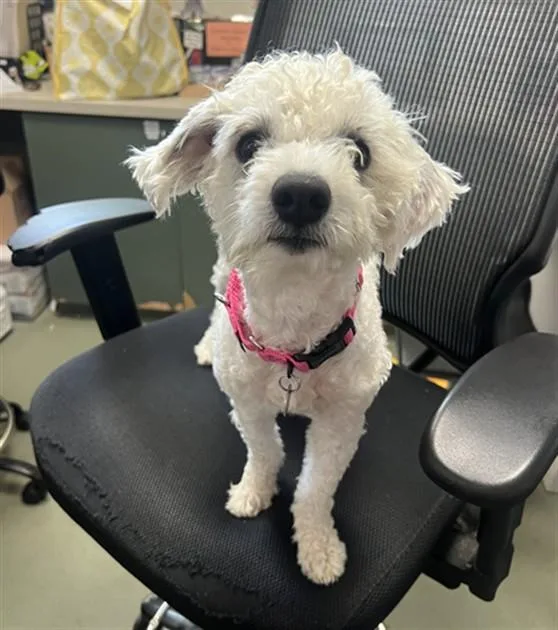 A young medium-sized female Poodle dog named Parti for adoption in Boston, MA