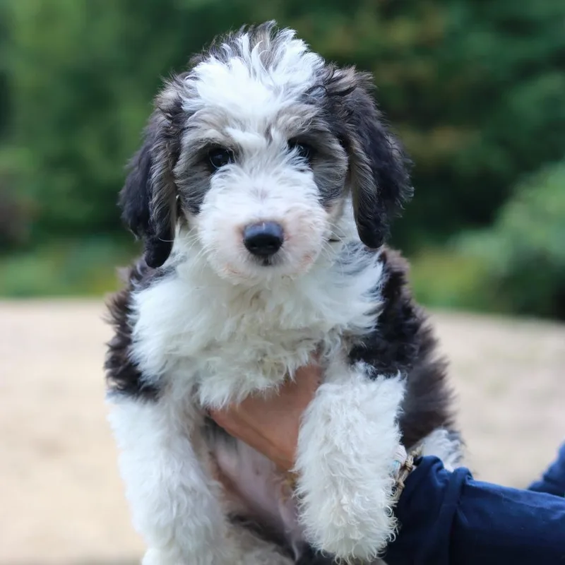 A baby medium-sized male Aussiedoodle dog named CT Mickey avail Sep for adoption in Eastford, CT