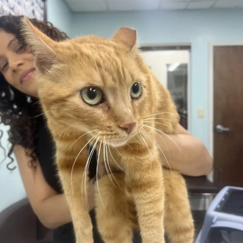 An adult medium-sized male Orange / Red Domestic Short Hair cat named Zach for adoption in Boston, MA
