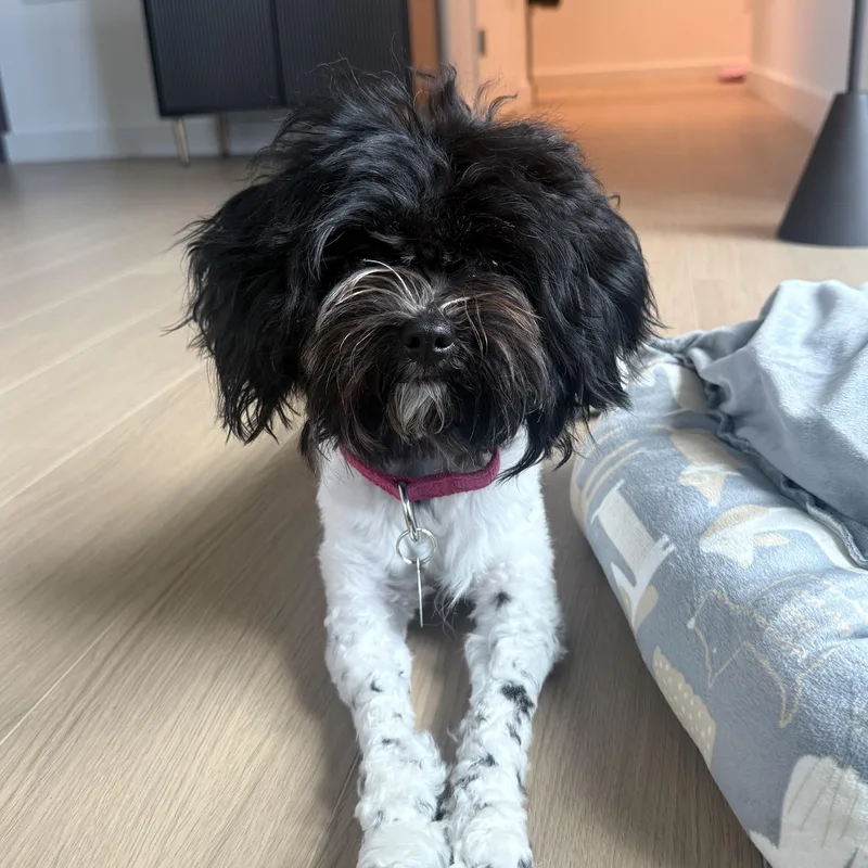 A young small-sized female Maltese dog named Frizzle for adoption in Brooklyn, NY