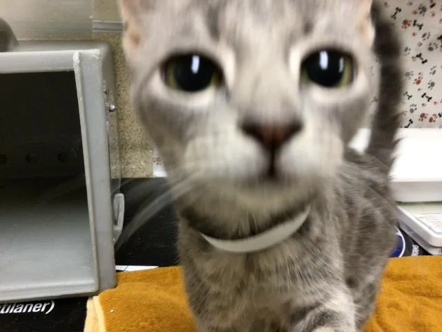 A young small-sized female Domestic Short Hair cat named Sweets for adoption in Riverside, CA