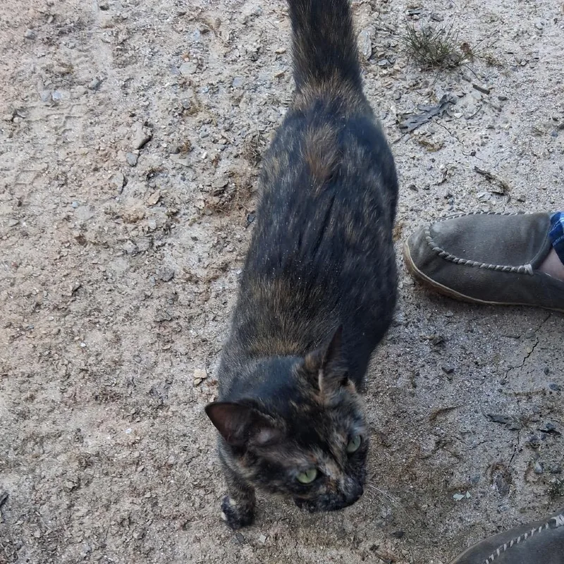 Pippie