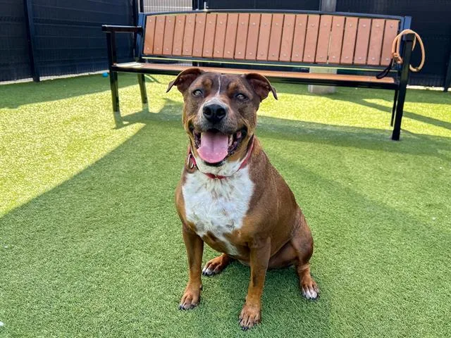 An adult large-sized female Pit Bull Terrier dog named Xena for adoption in Tustin, CA