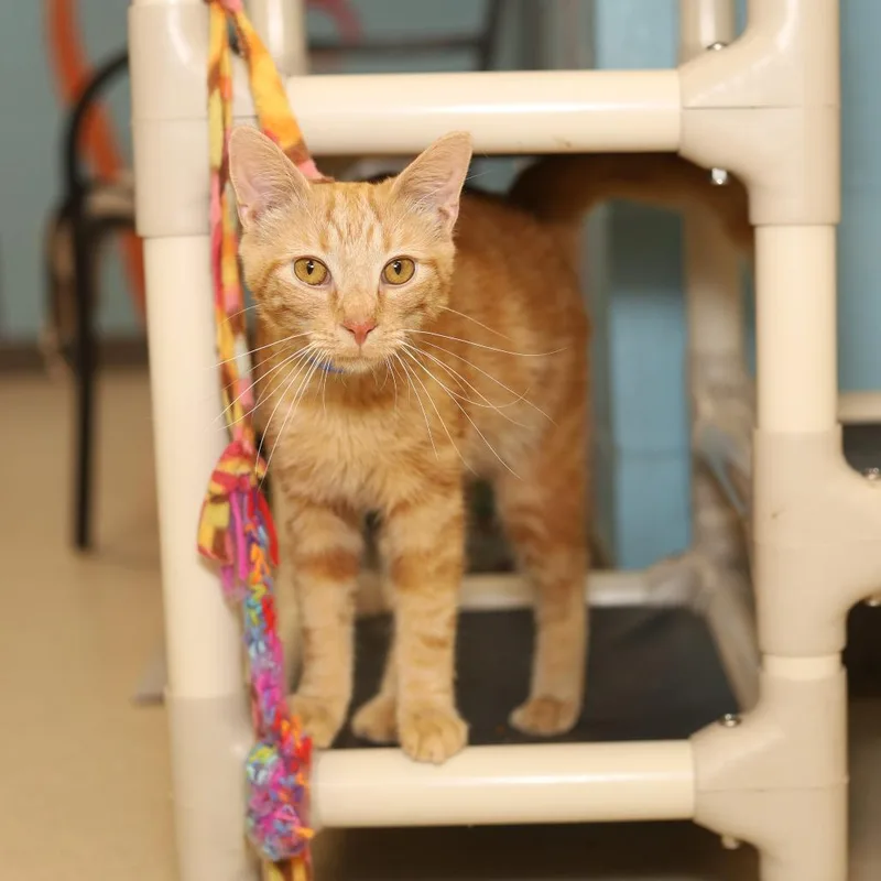 A young medium-sized male Orange / Red Domestic Short Hair cat named Dawson for adoption in Evansville, IN