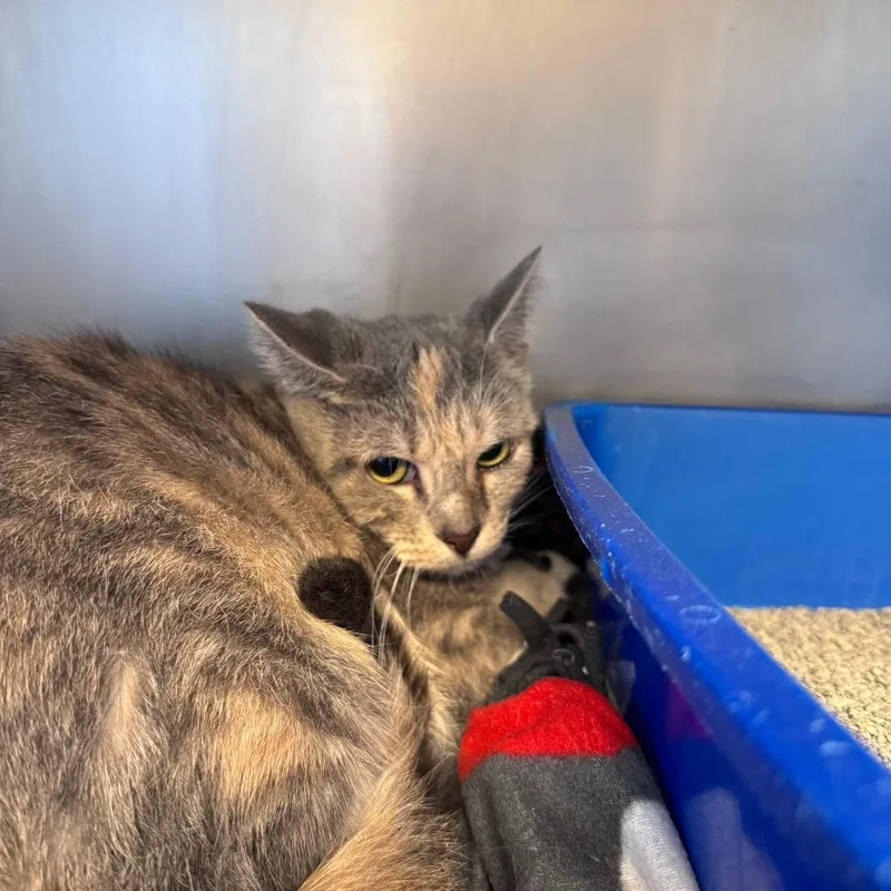 An adult medium-sized female Tortoiseshell Domestic Short Hair cat named Lady Danbury for adoption in South Haven, MI