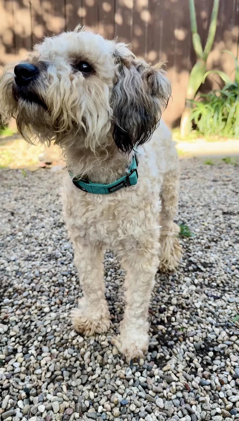 Theodore thumbnail 2