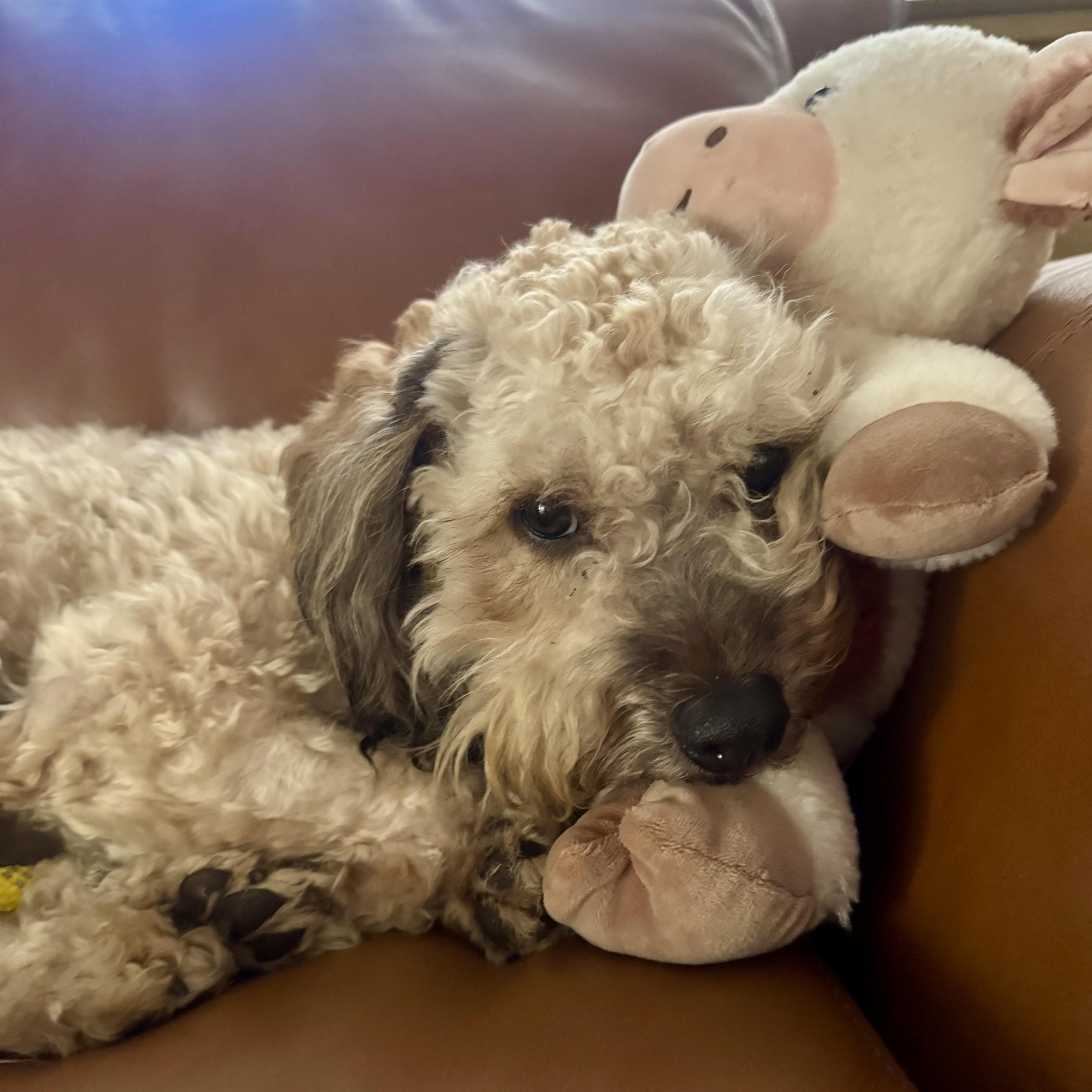 Theodore thumbnail 3