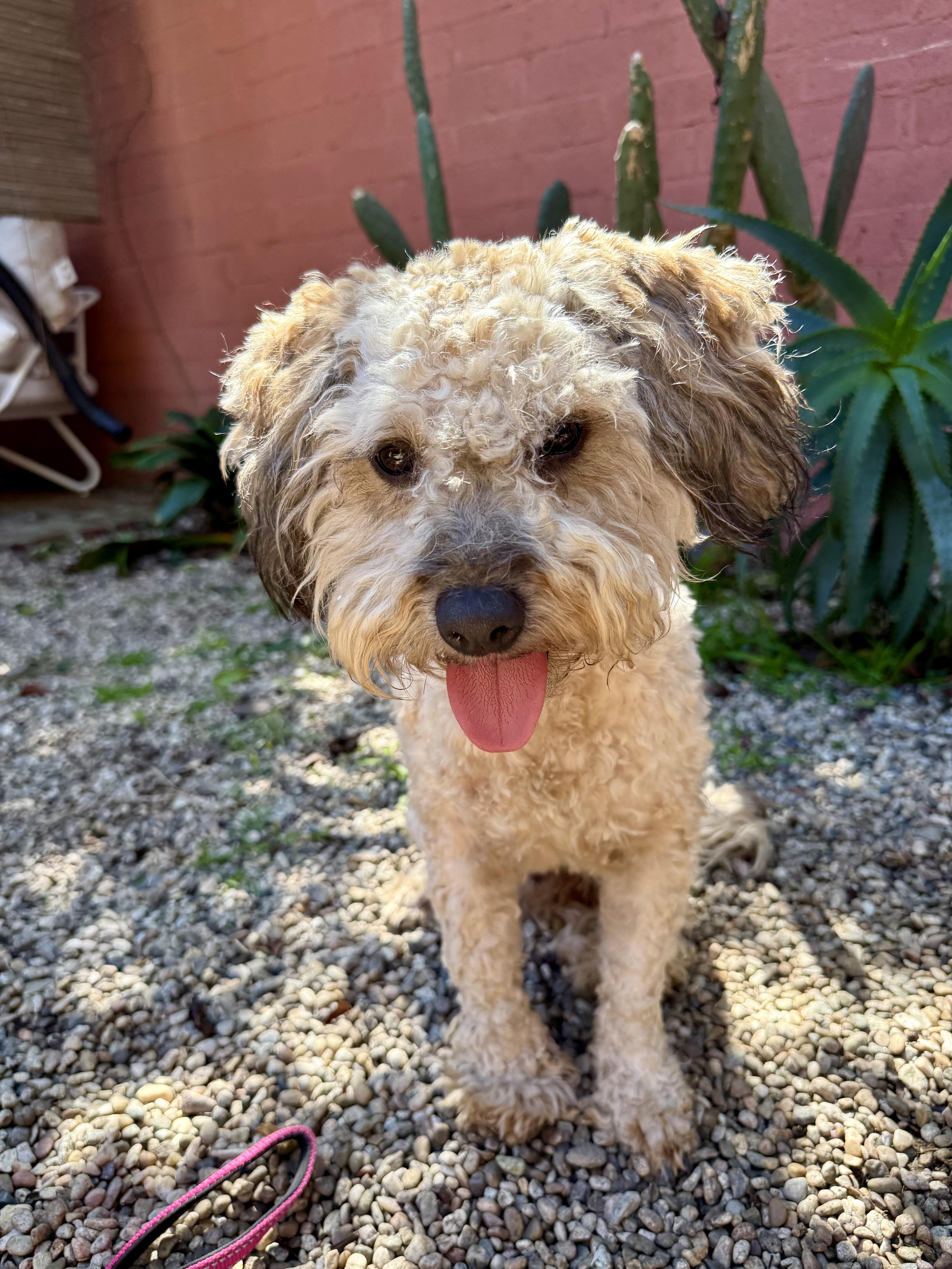 Theodore thumbnail 4