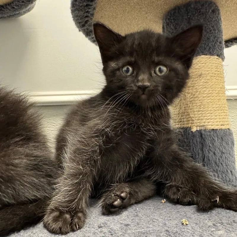 A baby small-sized female Domestic Short Hair cat named Lovey for adoption in Carrollton, OH