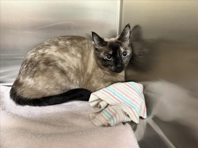 A young medium-sized female Domestic Short Hair cat named Millie for adoption in Santa Fe, NM