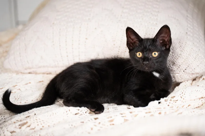 A baby medium-sized female Black & White / Tuxedo Domestic Short Hair cat named Doozer and Gobo for adoption in Seattle, WA