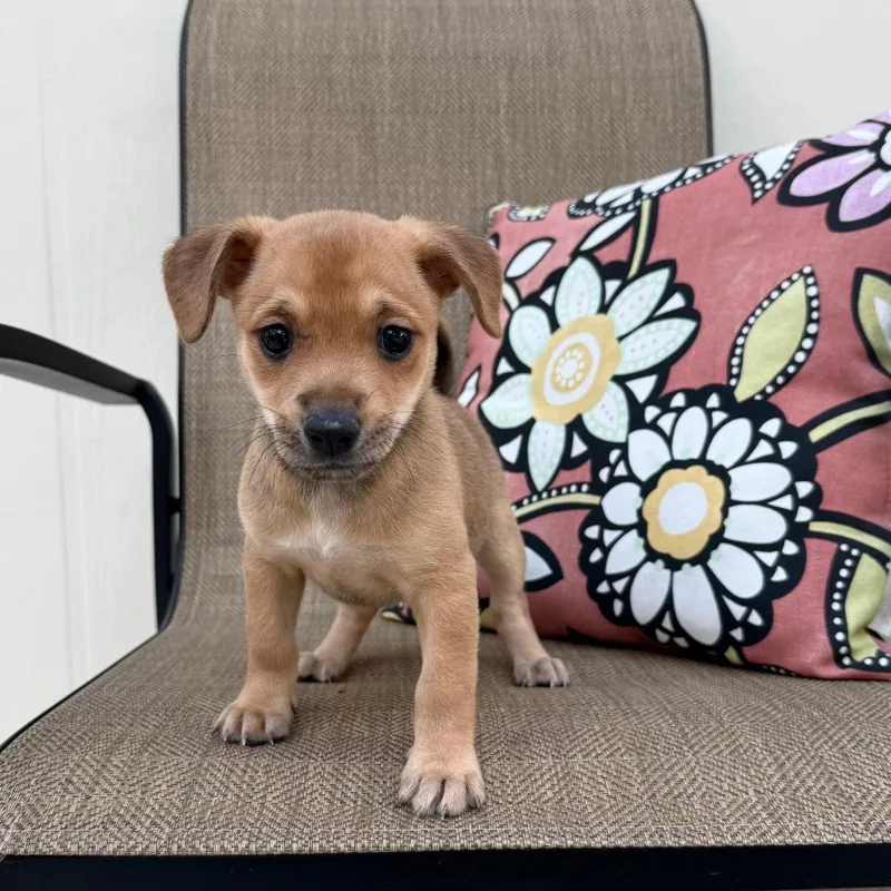 A baby small-sized female Brown / Chocolate Chihuahua dog named Starfruit for adoption in Cedar Park, TX