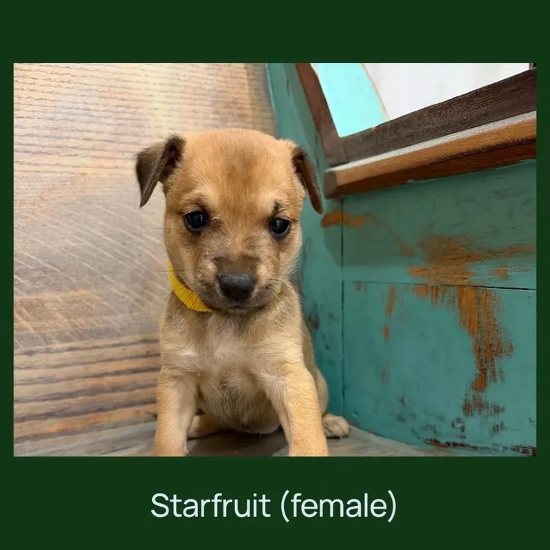 Starfruit thumbnail 3