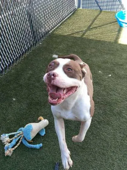 An adult large-sized male Mixed Breed dog named Hawk for adoption in Lafayette, IN