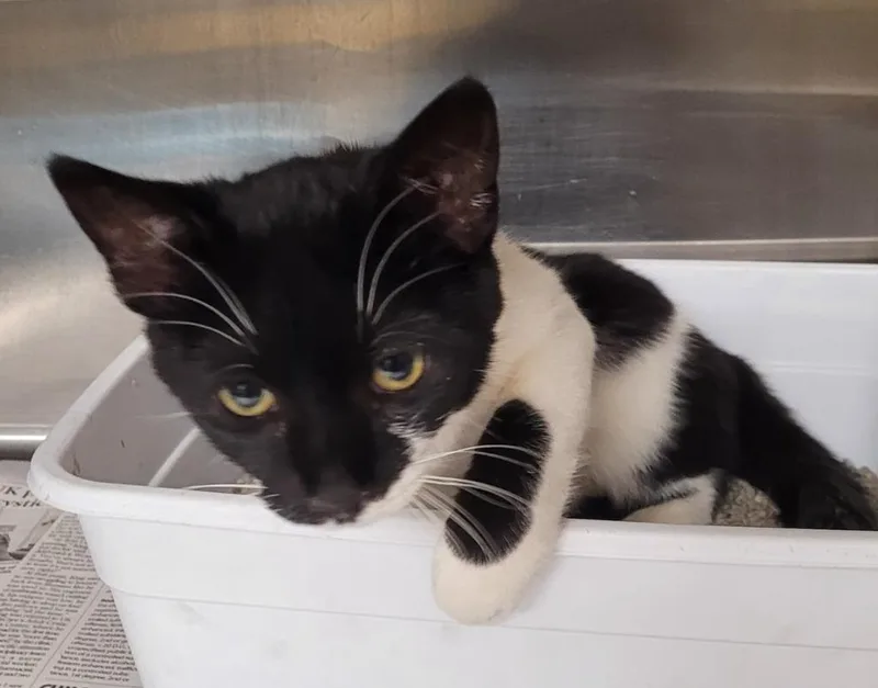 A baby medium-sized female Domestic Short Hair cat named Kaisley for adoption in Hopkinsville, KY