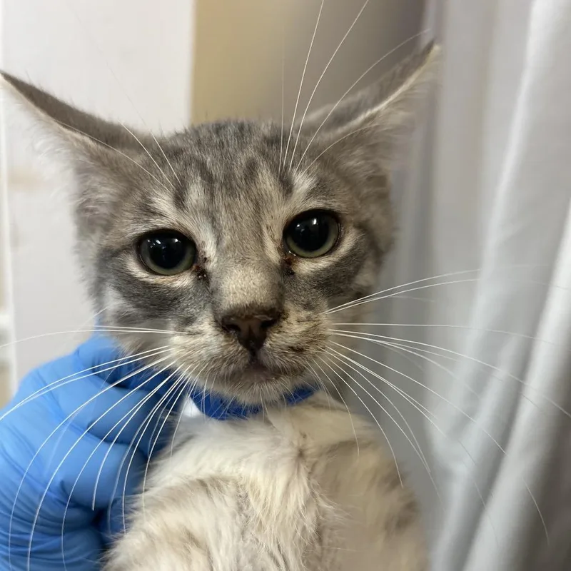 A baby small-sized male Gray / Blue / Silver Domestic Short Hair cat named Drax for adoption in Lakeland, FL