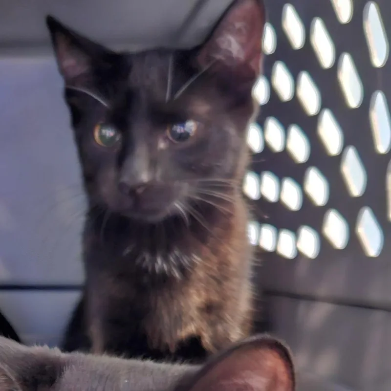 A baby medium-sized male Black Domestic Short Hair cat named Charr for adoption in Greensboro, NC