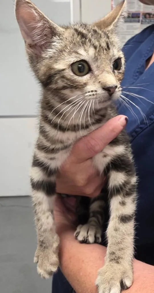 A baby small-sized female Domestic Short Hair cat named Freesia for adoption in Ewing, NJ